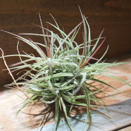 チランジア ／ イオナンタ メキシコ CL　(T.ionantha 'Mexico')　＊A01/Dec13