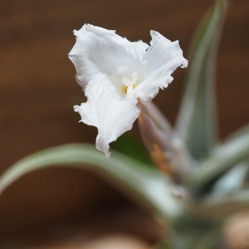 チランジア ／ クシフィオイデス (T.xiphioides) ＊A01/Jul05-02 |