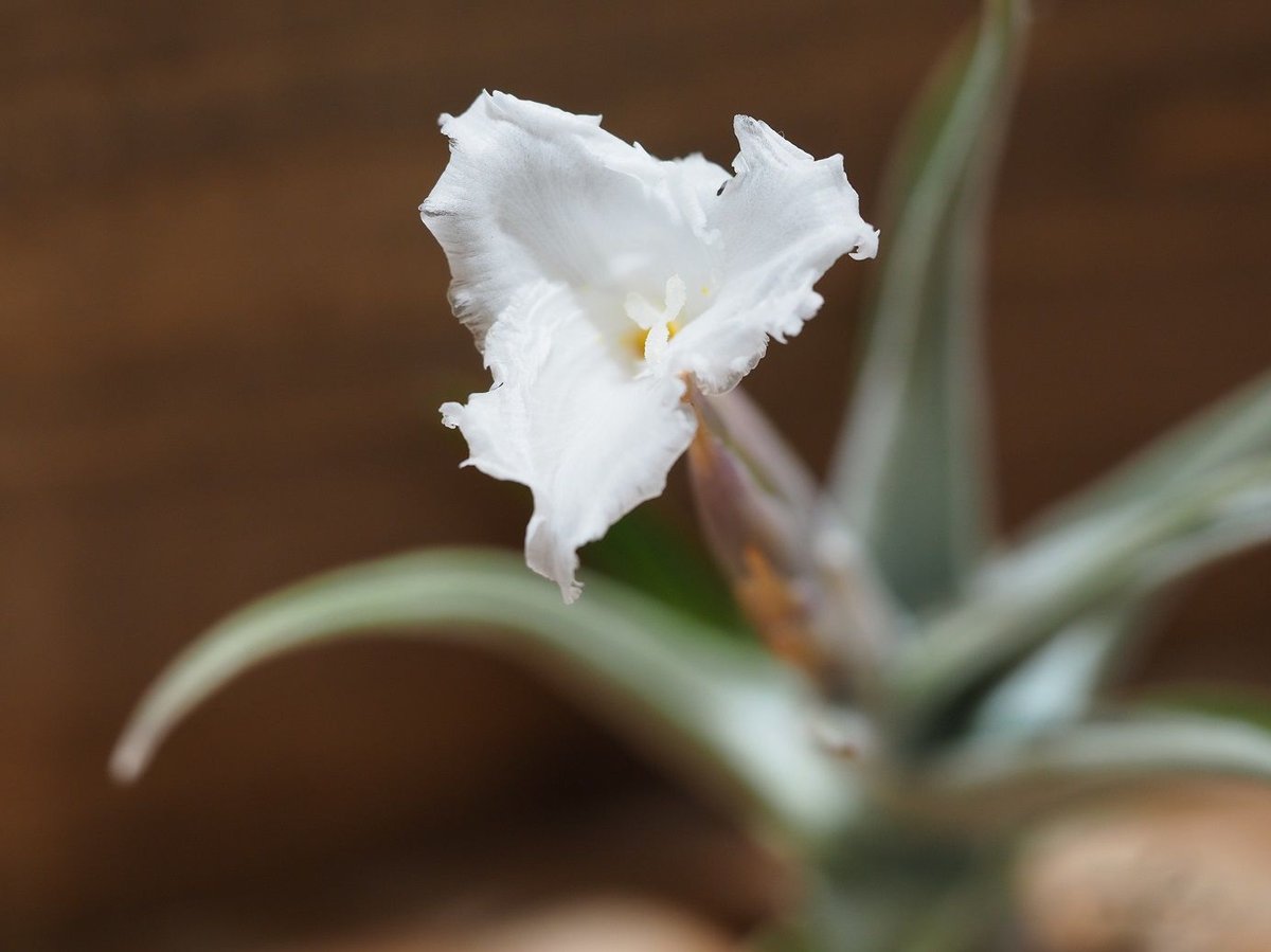 チランジア ／ クシフィオイデス (T.xiphioides) ＊A01/Jul05-02 |