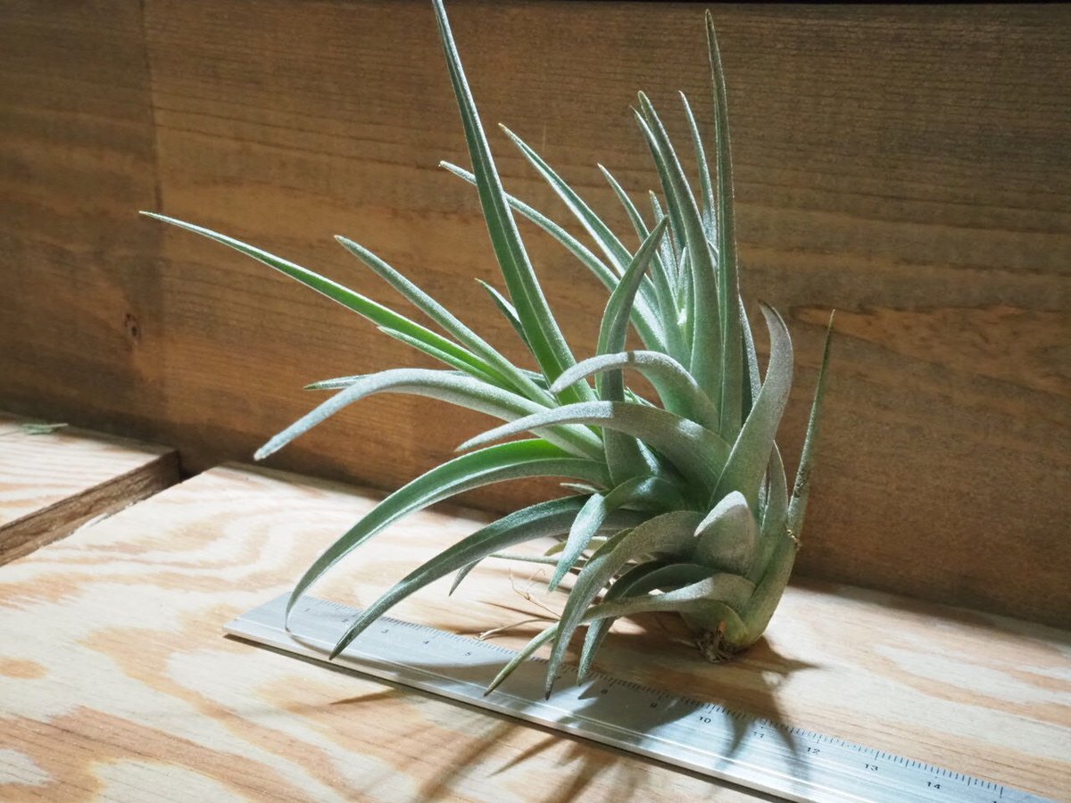 チランジア ／ ベルメホエンシス (T.bermejoensis) ☆AB01/Apr17 |