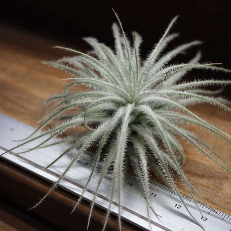 チランジア ／ テクトルム ファジーボール　(T.tectorum 'Fuzzball')