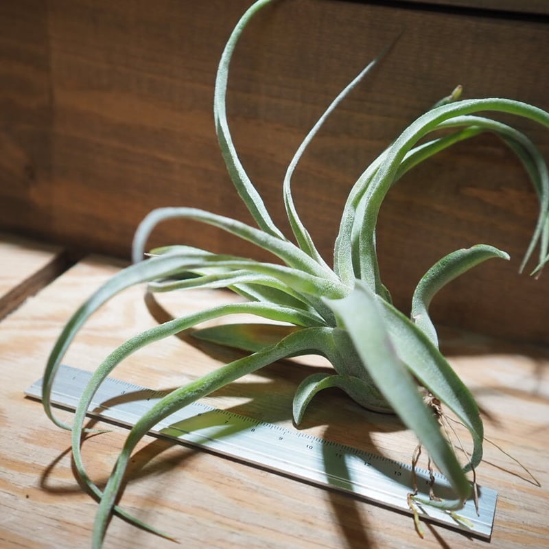 チランジア ／ ストレプトフィラ S (T.streptophylla) ＊A01/Jun22