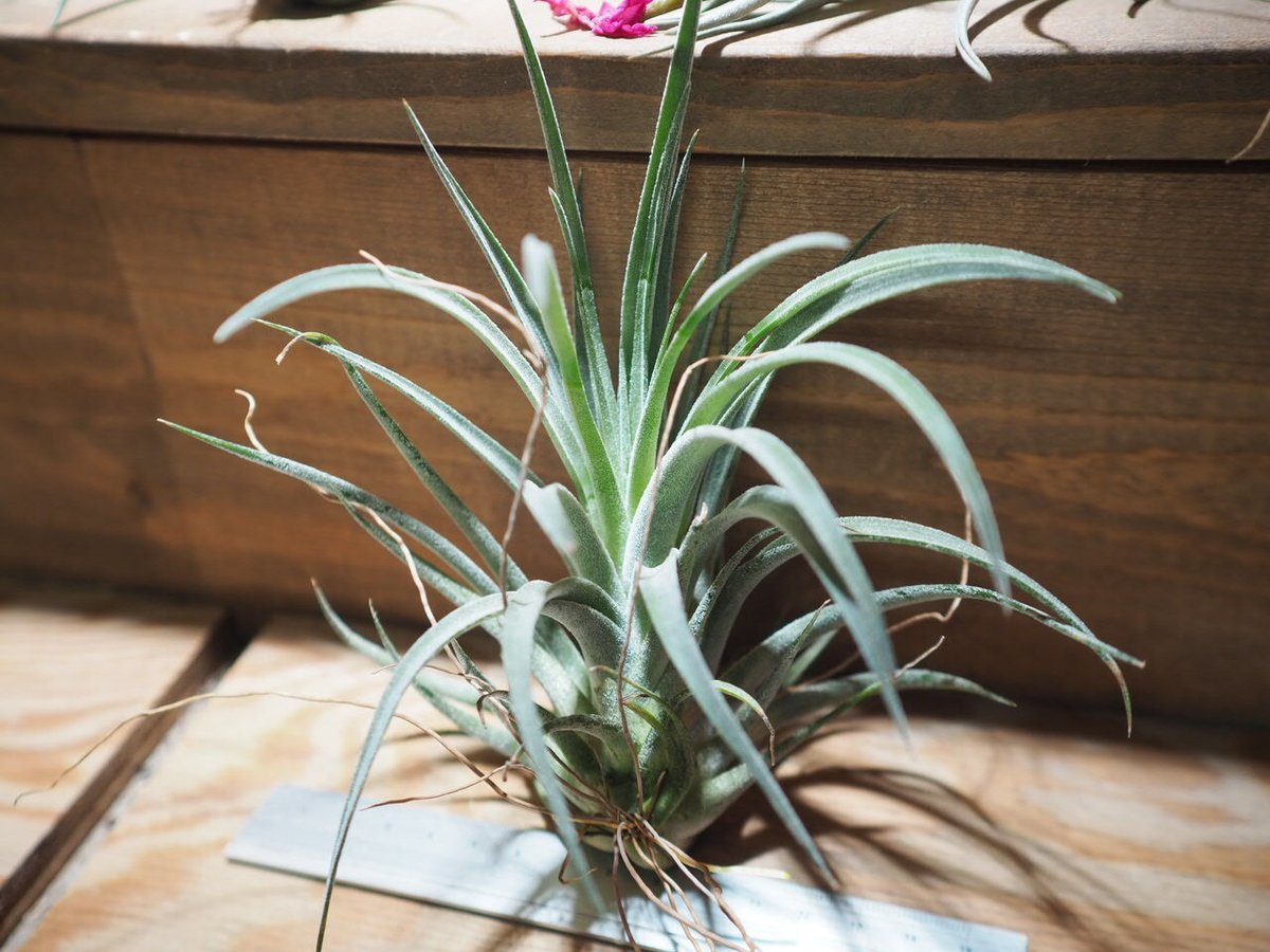 チランジア ／ チアペンシス × ベルティナ (T.chiapensis × T.veluti