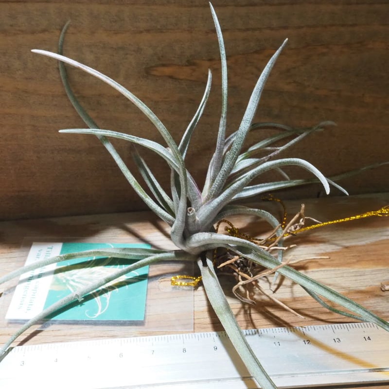 チランジア ／ カピタータ ドミンゲンシス (T.capitata var. domingen