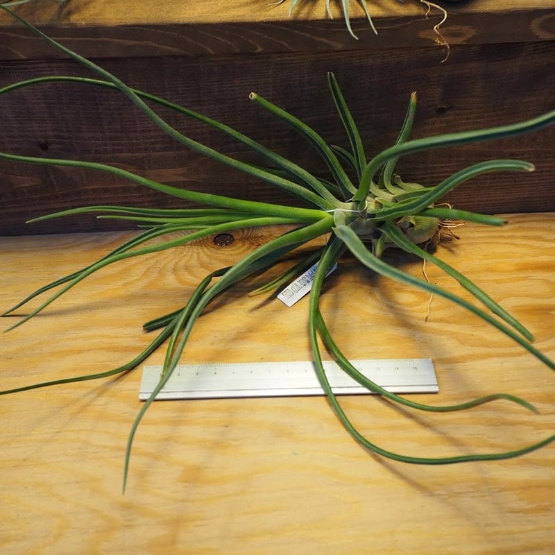 チランジア ドゥラティ ② チランジア ドゥラティー サクサティリス Tillandsia duratii