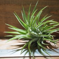 チランジア ／ イオナンタ マキシマ　(T.ionantha var. maxima)　★CD01/Dec19