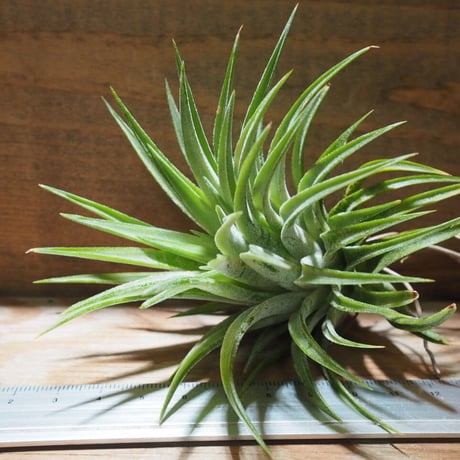 チランジア ／ イオナンタ マキシマ　(T.ionantha var. maxima)　★CD01/Dec19