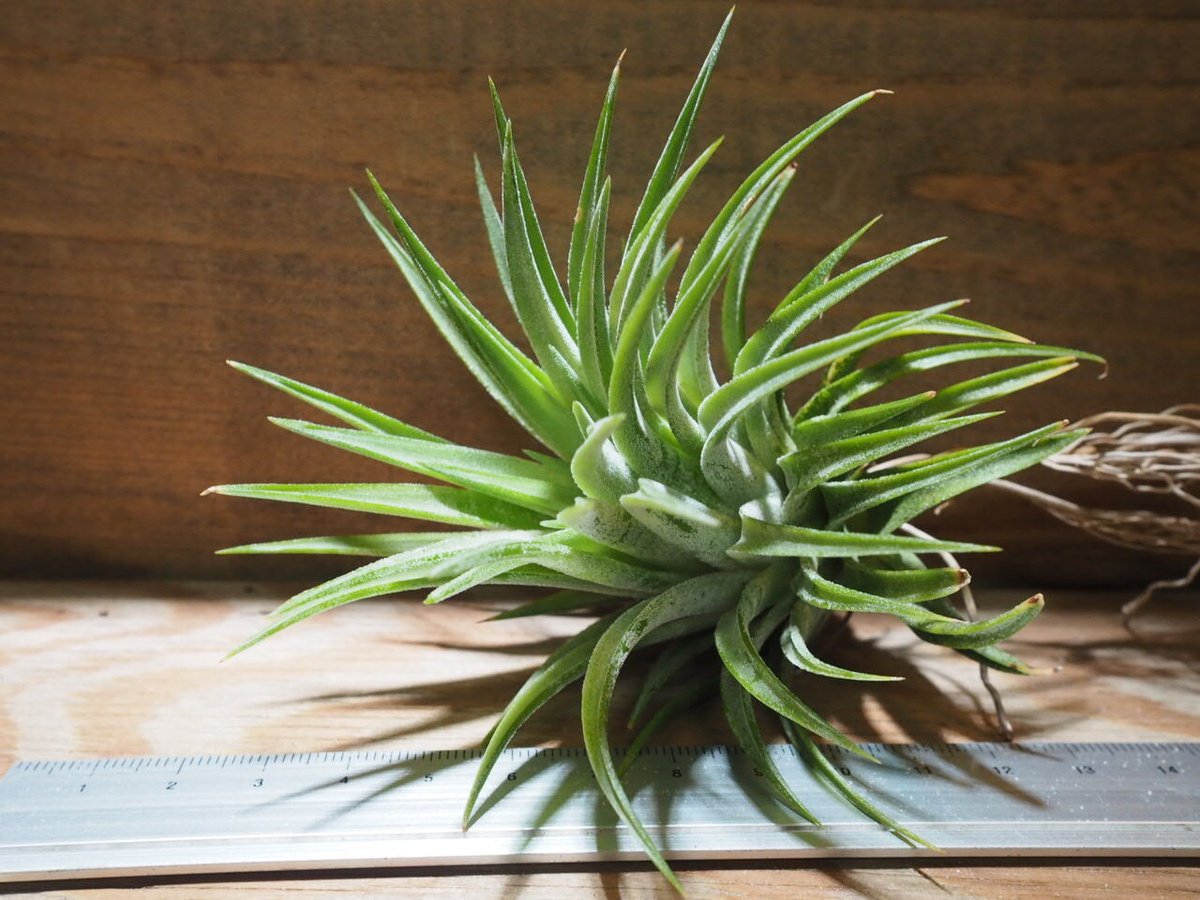 チランジア ／ イオナンタ マキシマ (T.ionantha var. maxima) ☆CD