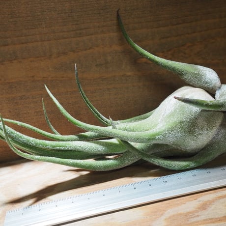 チランジア ／ セレリアナ LL　(T.ionantha seleriana)　★ZZ01/Dec01