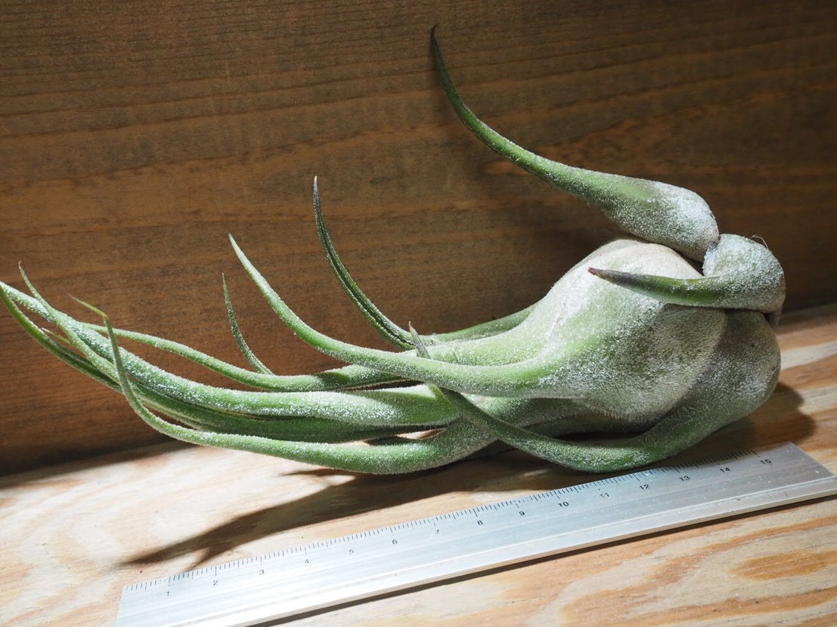 チランジア　セレリアナとかセット fit=scale-down,w=1200