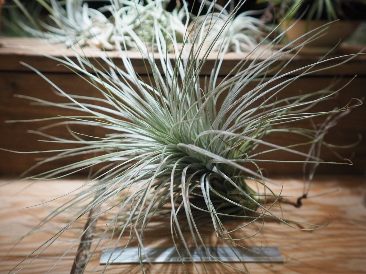 チランジア ／ テクトルム ジャイアントフォーム (T.tectorum) ＊A01