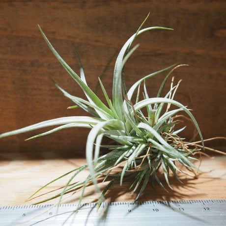 エアプランツ　mic Zeppelin Design Labs Cortado MKIII Contact MICROPHONE - NEW