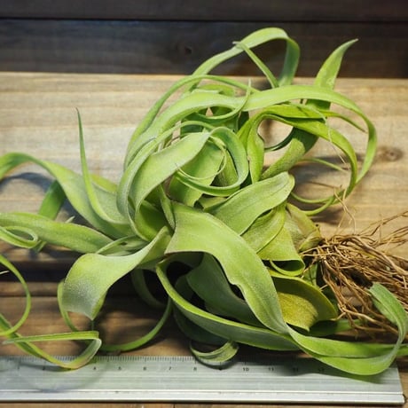 STORES エアープランツの検索結果