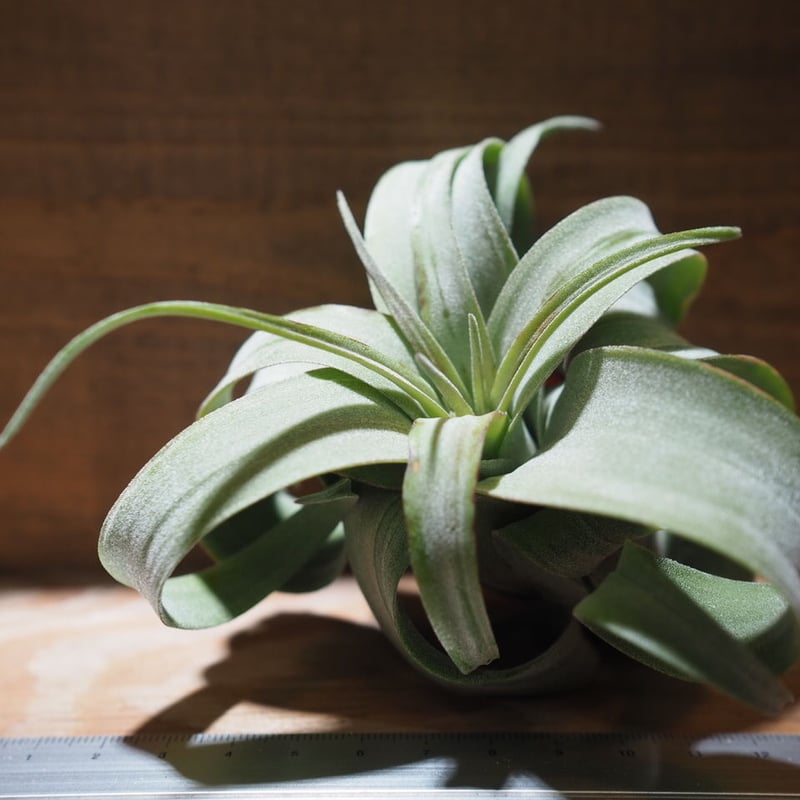 イオナンタ ×ストレプトフィラ チランジア tillandsia ストレプトフィラ レッドクローン Tillandsia streptophylla red