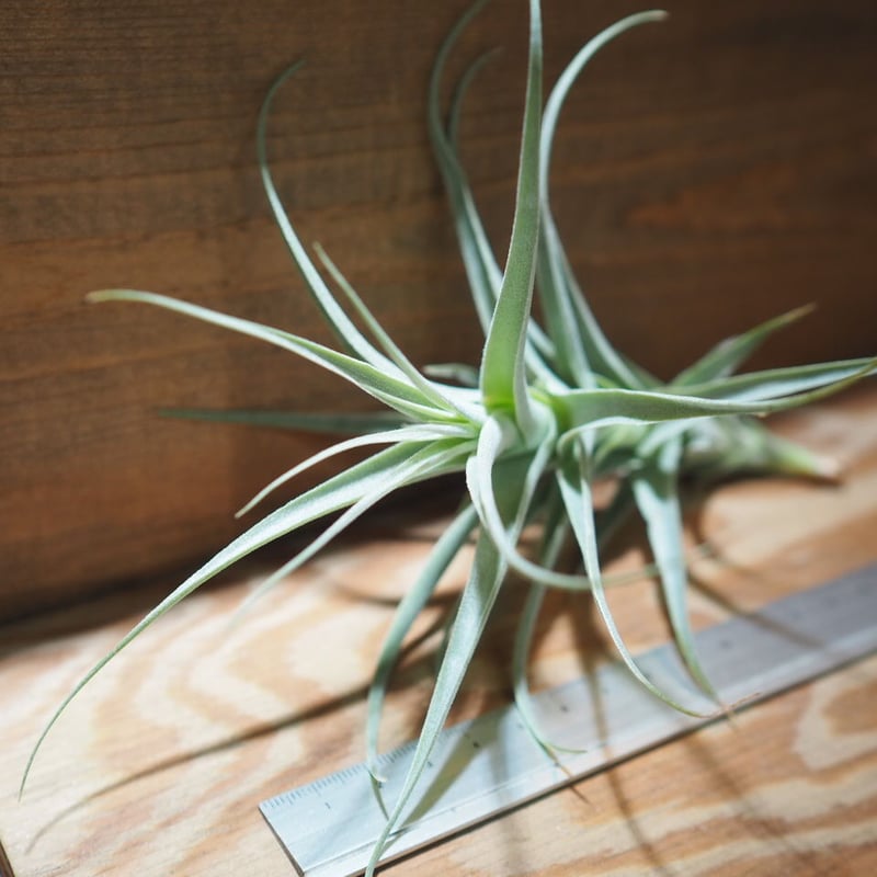 チランジア ／ ストラミネア トールホワイト (T.straminea 'Tall White