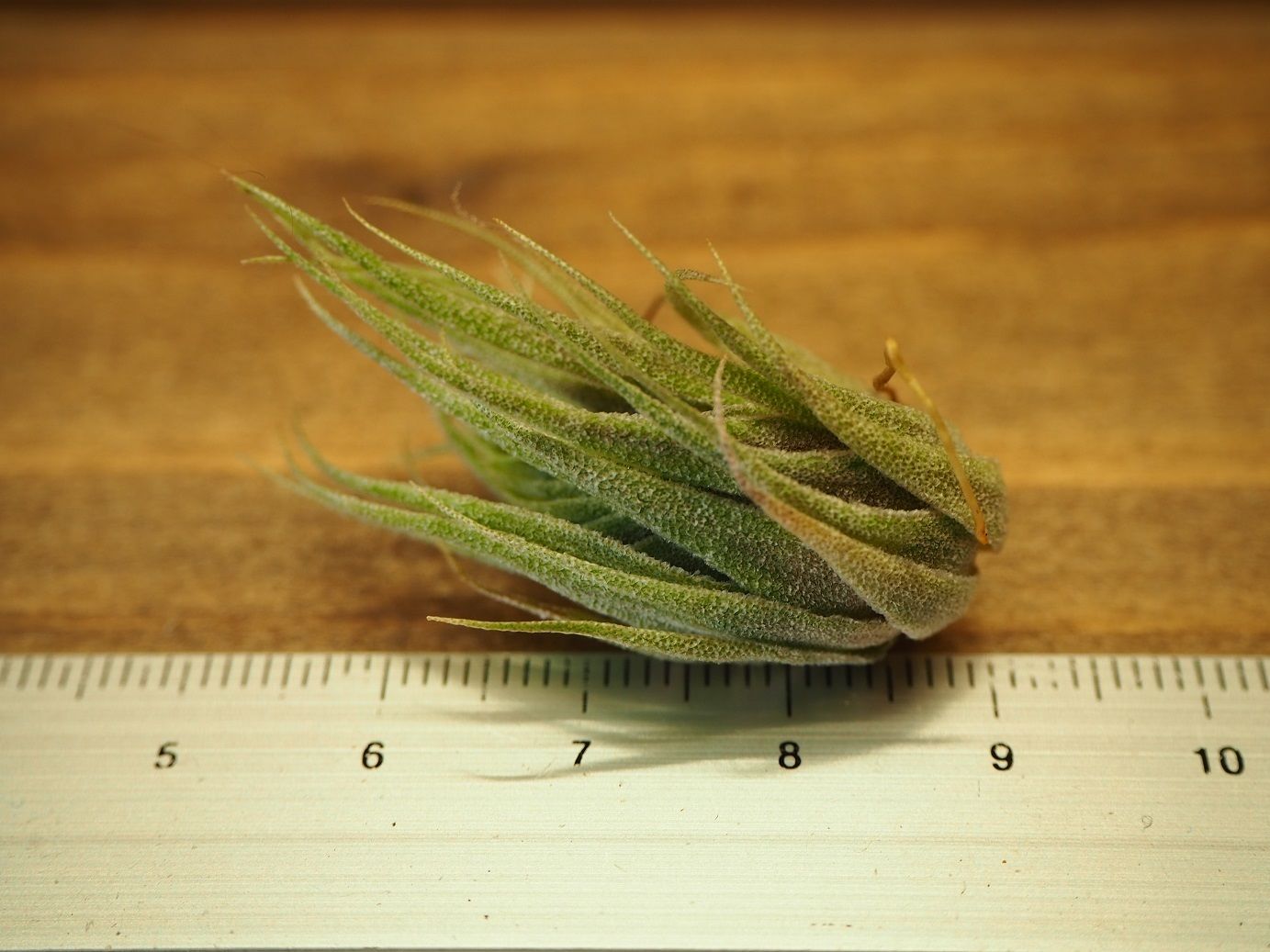 珍品　T. brachyphylla × T.sprengeliana チランジア ／ スプレンゲリアナ (T.sprengeliana) ☆1/5更新 | 常葉