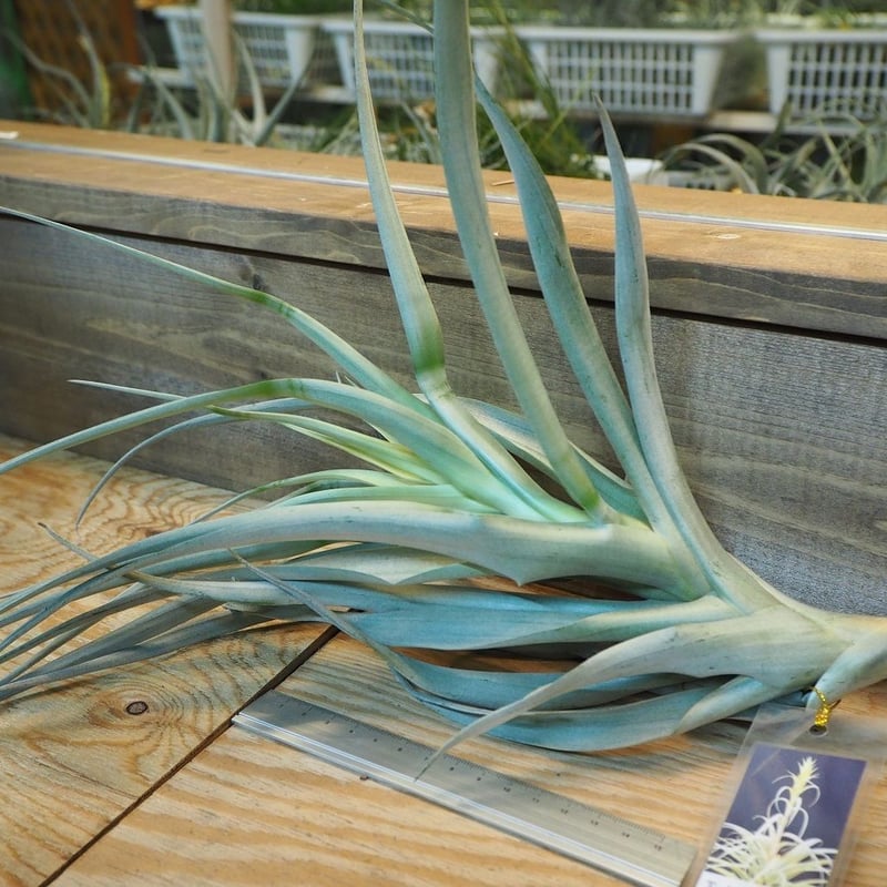 チランジア ／ ロドセファラ (T.rhodocephala) ＊A02/Dec11 | 常葉