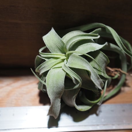 チランジア ／ ストレプトフィラ M　(T.streptophylla)  ★タイ農場　＊A01/Feb20-01