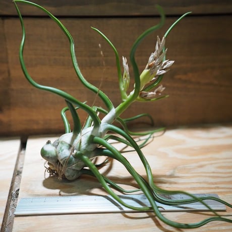 希少❗️エアプランツ　チランジア　ブルボーサ群生✨ エアプランツ チランジア ブルボーサ 二頭群生 bulbosa - メルカリ