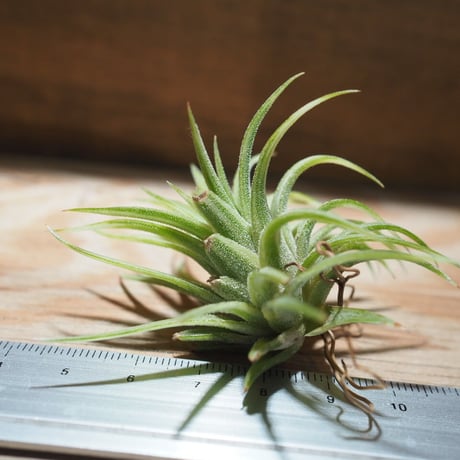 チランジア ／ イオナンタ アルボマージナータ　(T.ionantha 'Albo-Marginata')　＊A01/Feb23-02