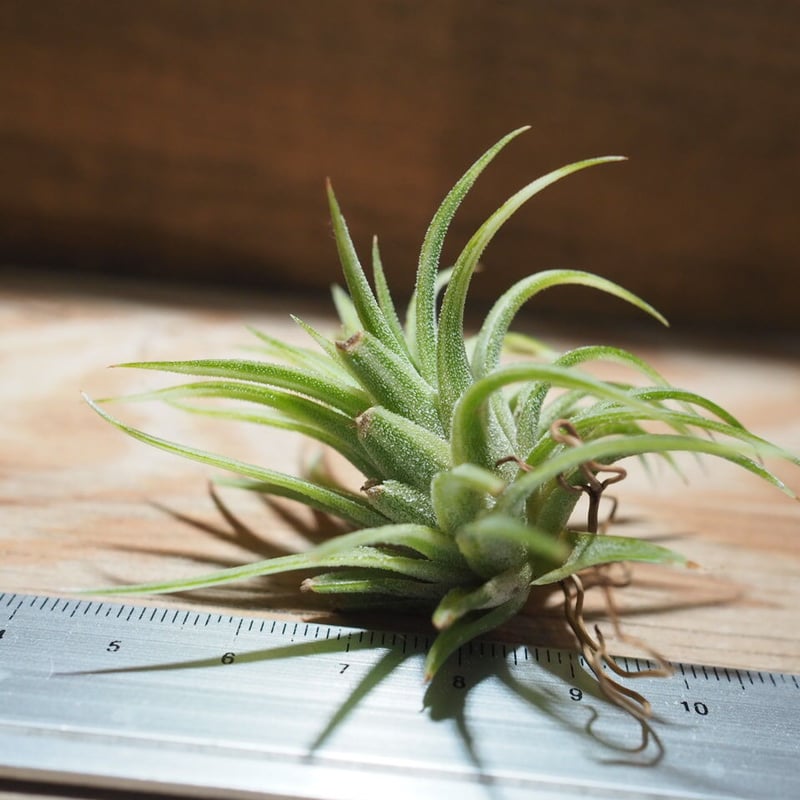 チランジア ／ イオナンタ アルボマージナータ (T.ionantha 'Albo-Margi