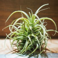 チランジア ／ カクティコラ × プルプレア CL　(T.cacticola × T.purpurea)　＊A01/Mar20