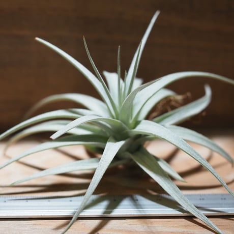 STORES エアープランツの検索結果