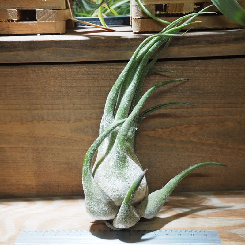Tillandsia Seleriana Green Giant 速達発送 Tillandsia Seleriana Green Giant 速達発送