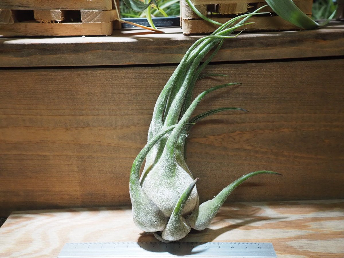 チランジア　セレリアナとかセット チランジア・セレリアナ Tillandsia seleriana 育て方 図鑑