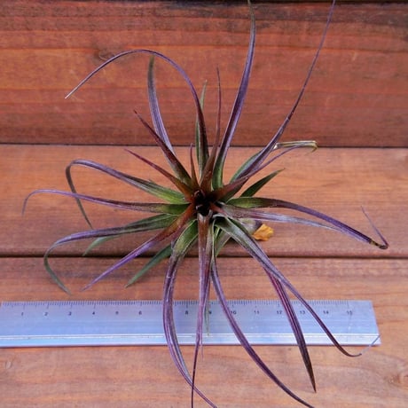 チランジア ／ テヌイフォリア アメシスト　(T.tenuifolia var. amethyst)