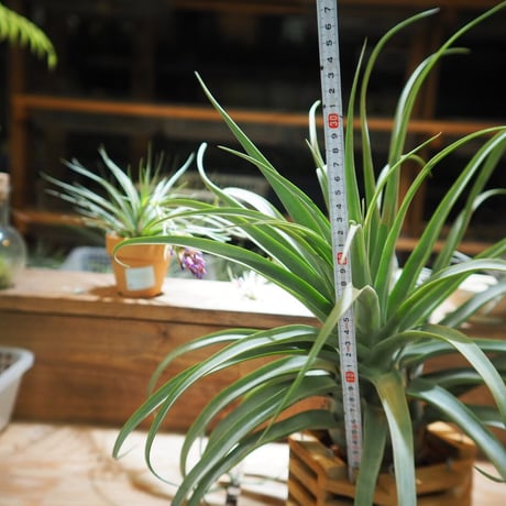 チランジア ／ ストレプトフィラ XXL　(T.streptophylla)  ★タイ農場　＊A01/Jun03
