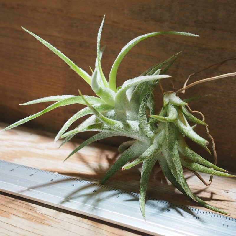 チランジア ／ イオナンタ ヴァンハイニンギー S (T.ionantha var. vanh