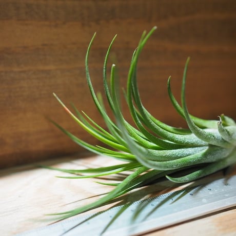 チランジア ／ イオナンタ × プルイノーサ　(T.ionantha × T.pruinosa) ★タイ農場　＊A01/Nov20
