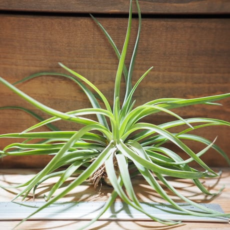 CATEGORY 学名・名称:V | 常葉植物園 Tokiwa Botanical-Garde CATEGORY 学名・名称:V | 常葉植物園 Tokiwa Botanical-Garde