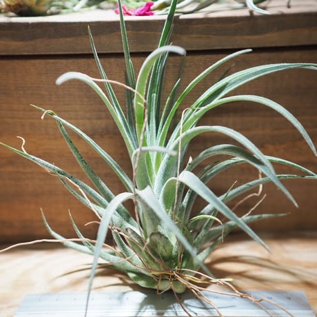 チランジア ／ チアペンシス × ベルティナ　(T.chiapensis × T.velutina)　＊A01/Jul11
