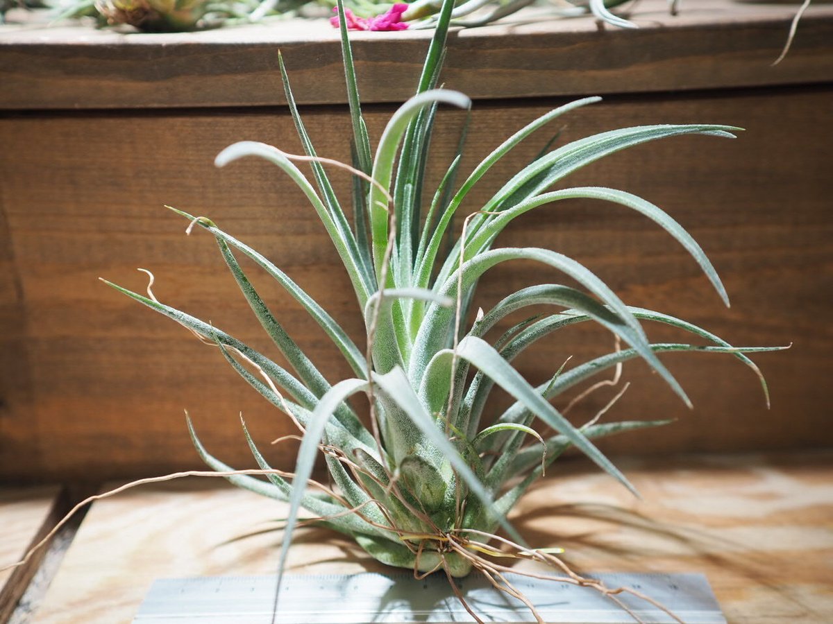 チランジア ／ チアペンシス × ベルティナ (T.chiapensis × T.veluti