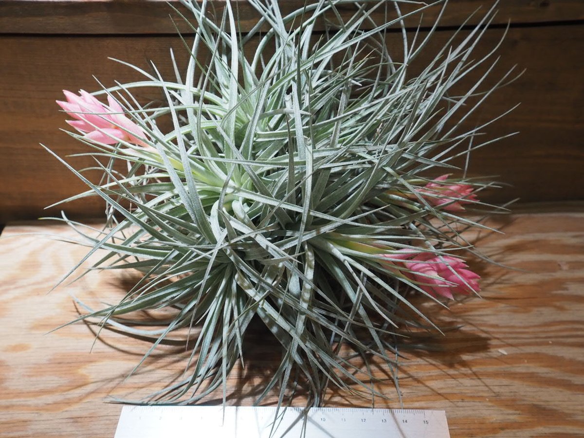即購入禁止‼️チランジア   コットンキャンディー　花芽終わり 花芽付き♪ Tillandsia チランジア コットンキャンディパープル