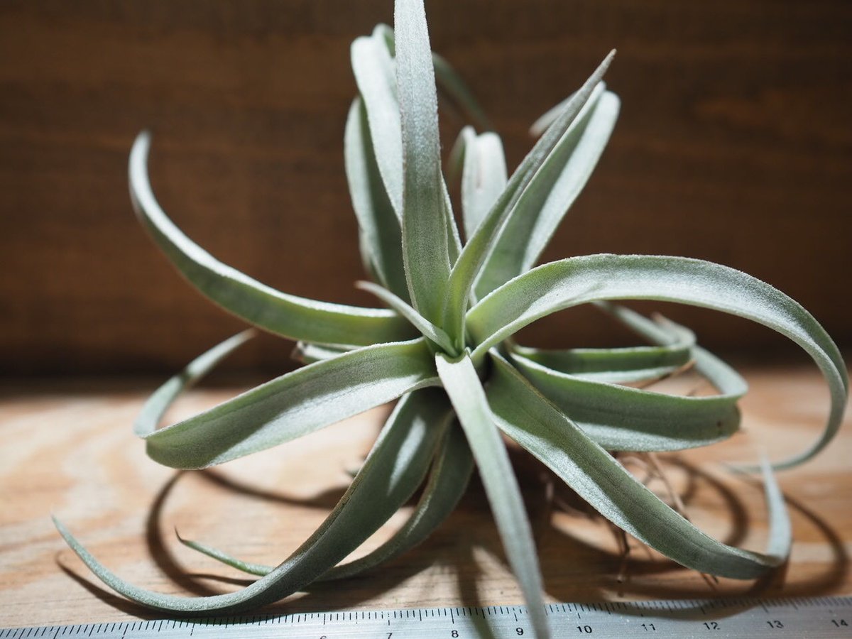 チランジア カルソニアエ × チアペンシス チランジア・チアペンシス Tillandsia chiapensis 育て方 図鑑