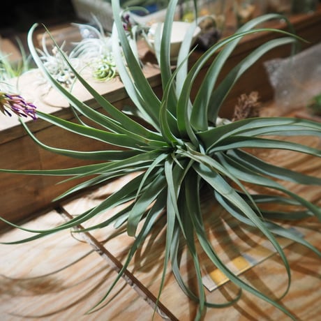 チランジア ／ ストレプトフィラ XXL　(T.streptophylla)  ★タイ農場　＊A01/Jun03