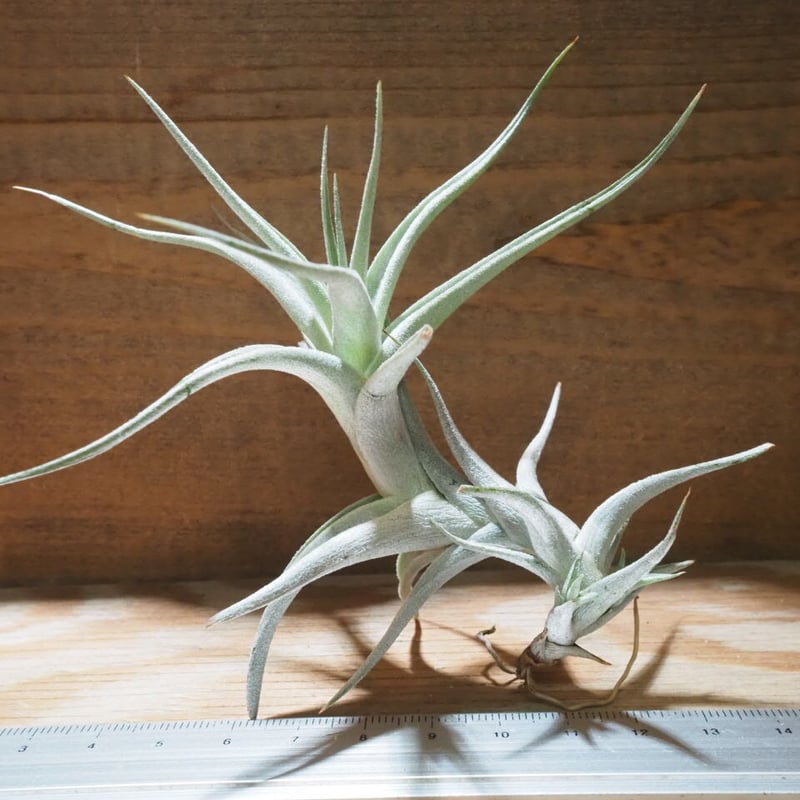 【大株】チランジア・アルビダ　子株20以上　エアプランツ 子株ができたチランジア・アルビダ｜🍀GreenSnap（グリーンスナップ）