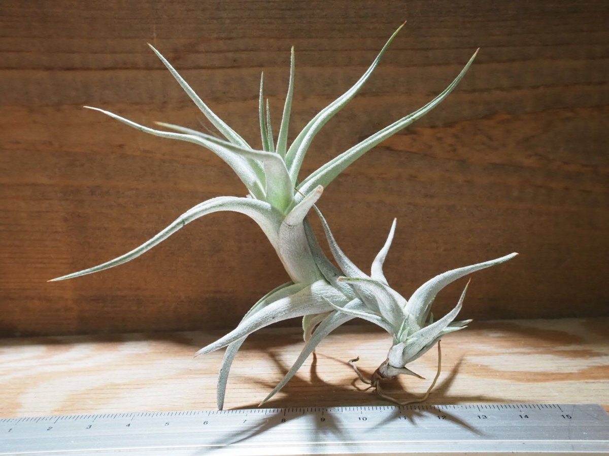 チランジア ／ アルビダ S (T.albida) ☆AB01/Jul30 | 常葉植物園 T