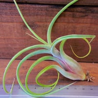 チランジア ／ ルシール L (T.'Lucille') ＊A01/Jul05 | 常葉植物園