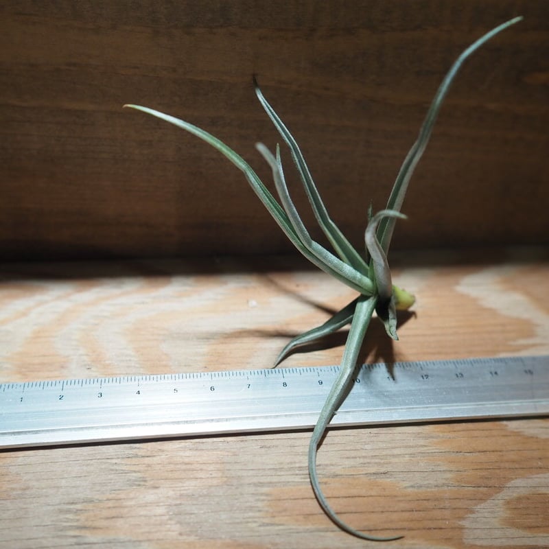 チランジア ／ ライヘンバッキー (T.reichenbachii) ＊A01/Apr15 |