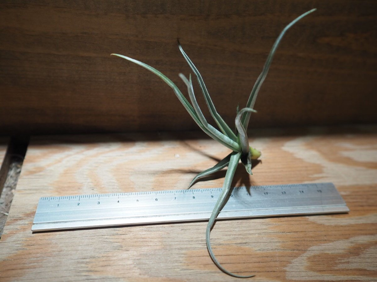 チランジア ／ ライヘンバッキー (T.reichenbachii) ＊A01/Apr15 |