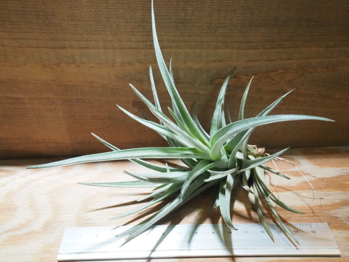 Tillandsia チランジア ベルメホエンシス ( クランプ ) チランジア エドモンド カンペオン Tillandsia Edmund Campeon Bird