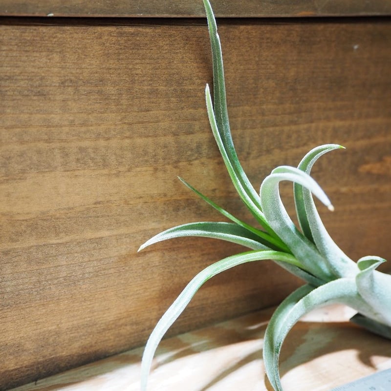 チランジア ／ エルグアポ (T.'El Guapo') ☆タイ農場 ＊A01/Jun24 |