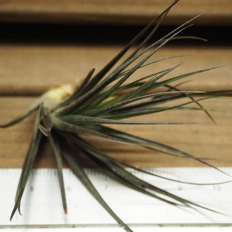 チランジア ／ テヌイフォリア アメシスト　漆黒　(T.tenuifolia var. amethyst)