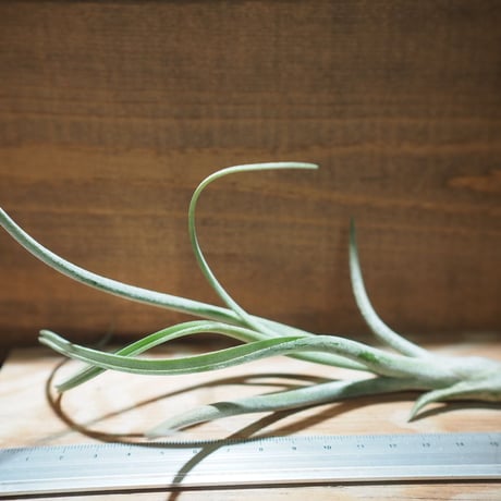 チランジア ／ アリザジュリアエ × プルイノーサ　(T.ariza-juliae × T.pruinosa)　＊A01/Apr18