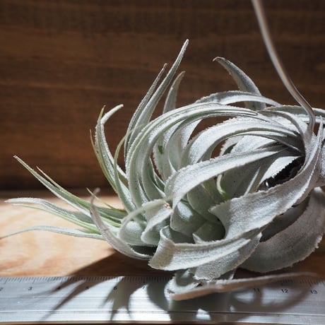 CATEGORY 学名・名称:G | 常葉植物園 Tokiwa Botanical-Garde CATEGORY 学名・名称:G | 常葉植物園 Tokiwa Botanical-Garde