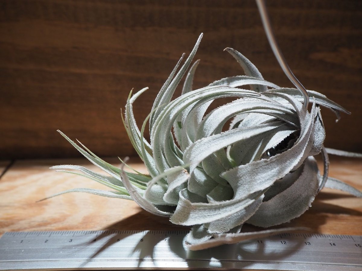 チランジア　ガルドネリ　ルピコラ 高級希少ティランジア！ガルドネリー変種ルピコラ 【Tillandsia